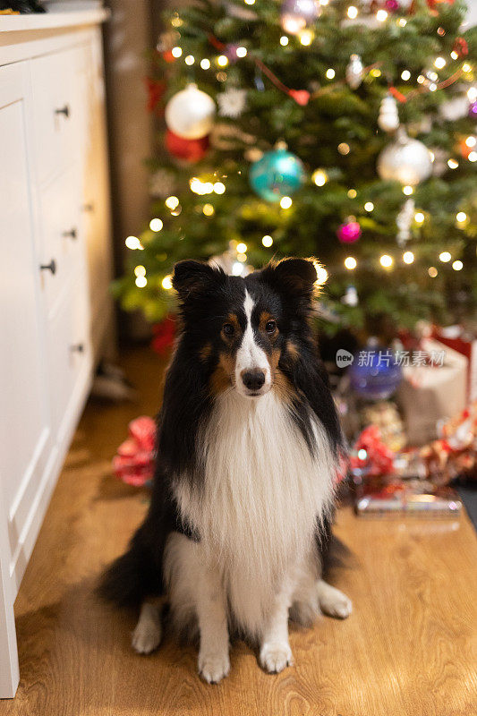 雪蒂牧羊犬对着圣诞树