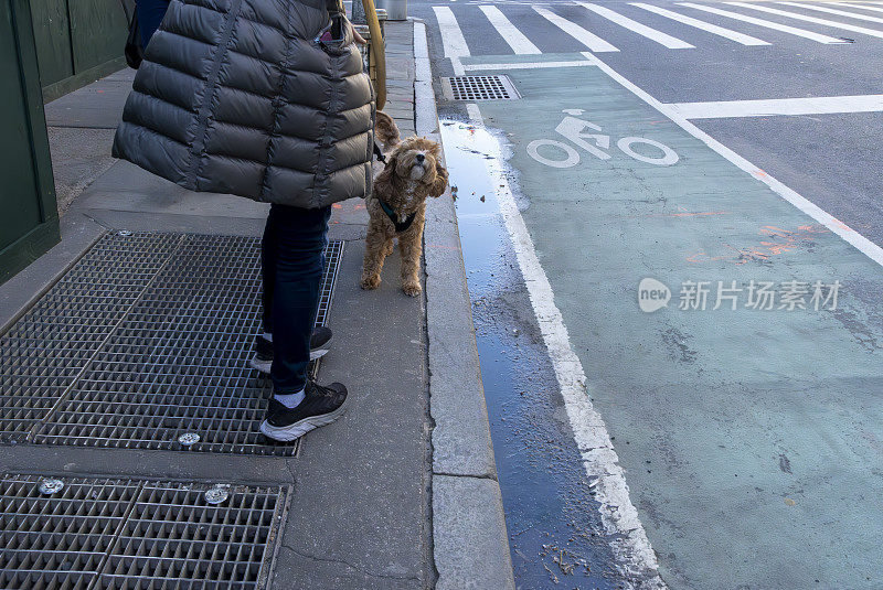 一只西班牙猎犬和贵宾犬在曼哈顿的人行道上行走