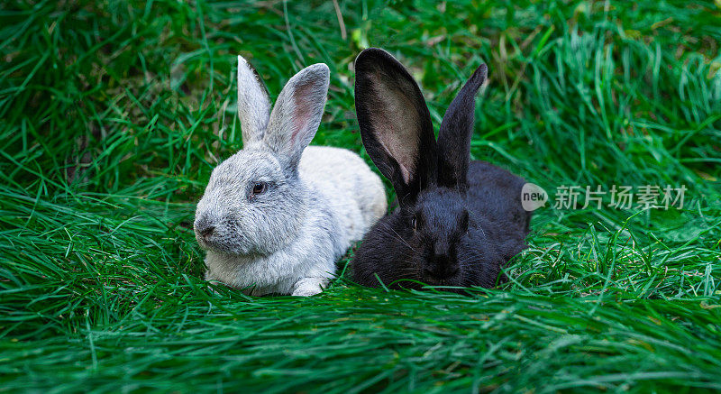 大亮银，黑巨人弗兰德斯，中等大小的兔子躺在绿色的草地上