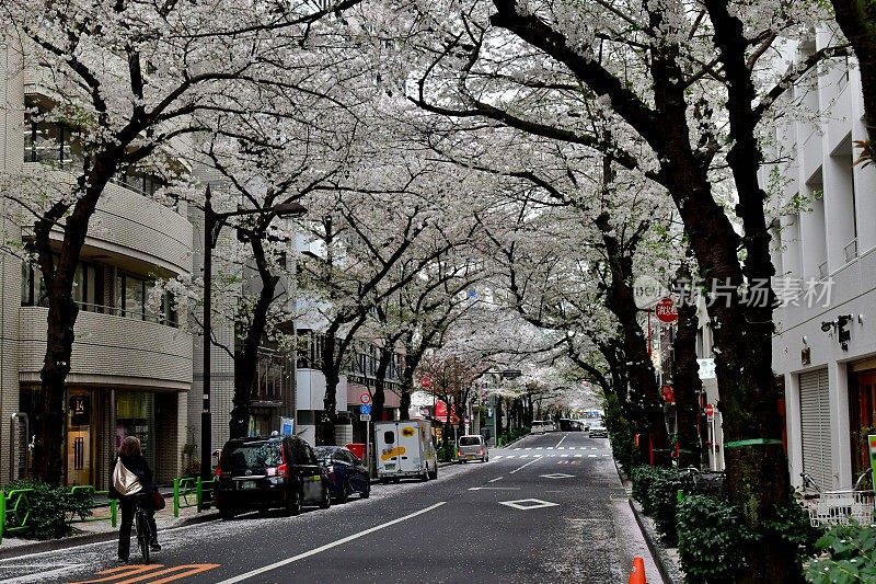 东京商业区樱花隧道:日本桥地区