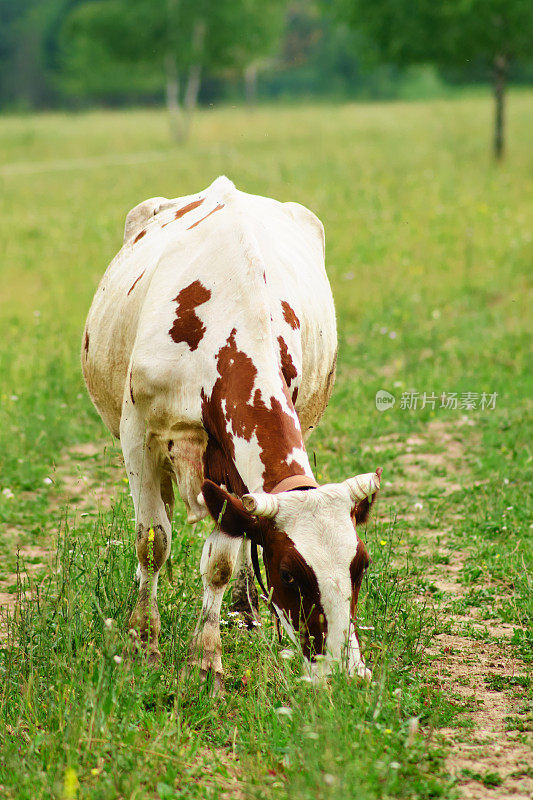 这个农场的牛品种以肉质好而闻名，饲养的目的是供消费。