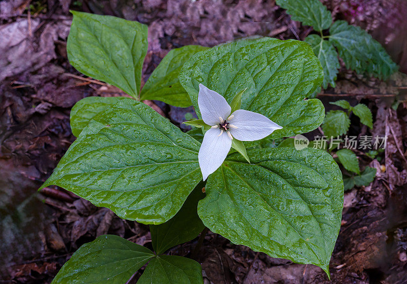 甜白Trillium，大烟山国家公园，田纳西州。黑百合科或百合科。延龄草明喻。这是一种春季开花的多年生植物，原产于美国东南部阿巴拉契亚山脉的部分地区