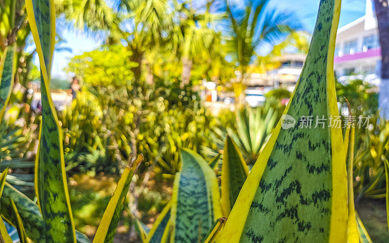 墨西哥的热带外来绿色观赏植物花。