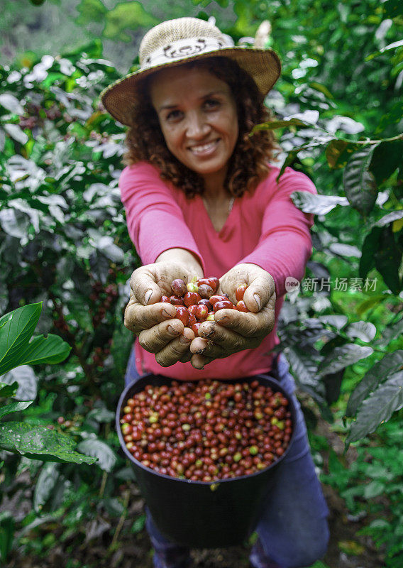 咖啡农妇展示成熟的咖啡豆