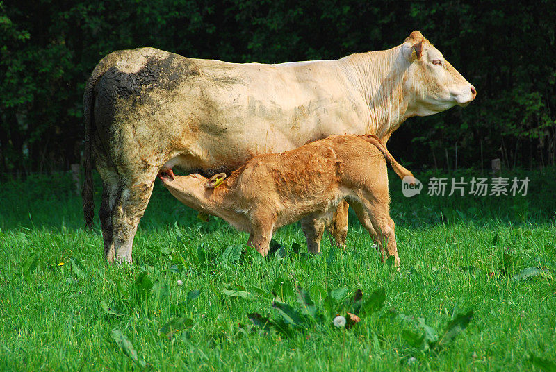 正在哺乳的夏罗莱小牛和它的妈妈