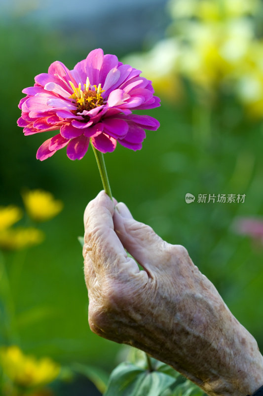 皱巴巴的手捧着粉红色的花