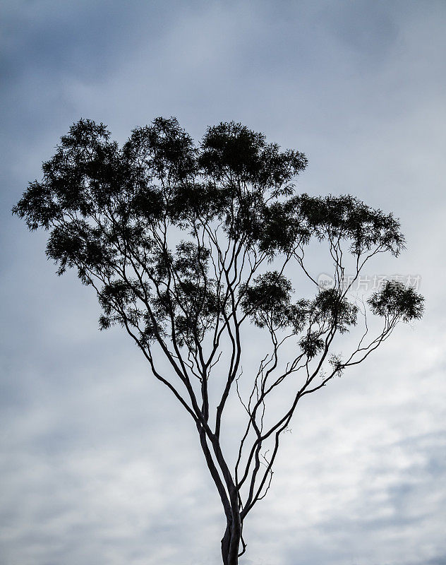 一棵澳大利亚桉树，映衬着乌云密布的天空