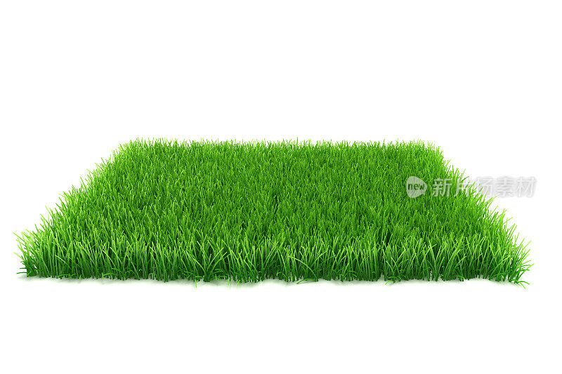 3d新鲜的绿草在白色的背景