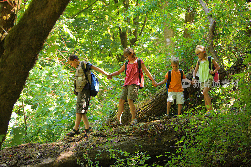 一群孩子在森林里的原木上行走