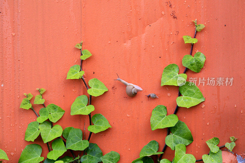 蜗牛和植物在墙上