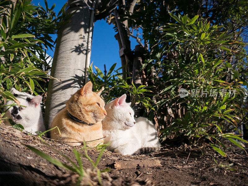 只流浪猫