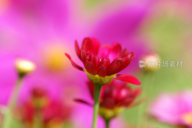 红色雏菊的特写