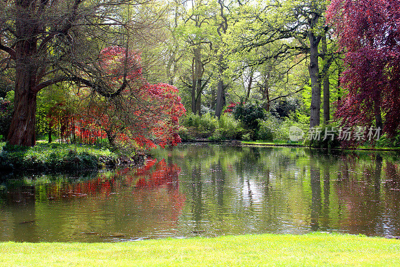 花园池塘边的杜鹃花和日本枫树
