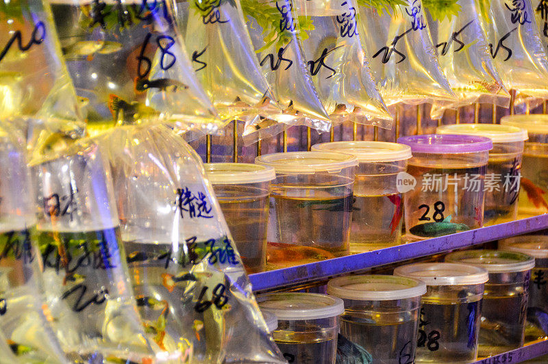 香港观赏鱼市场