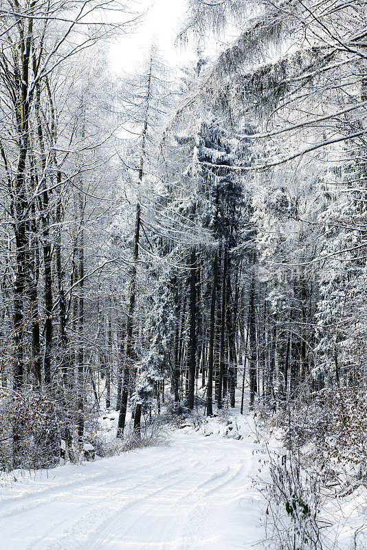 白雪覆盖的树木和森林道路