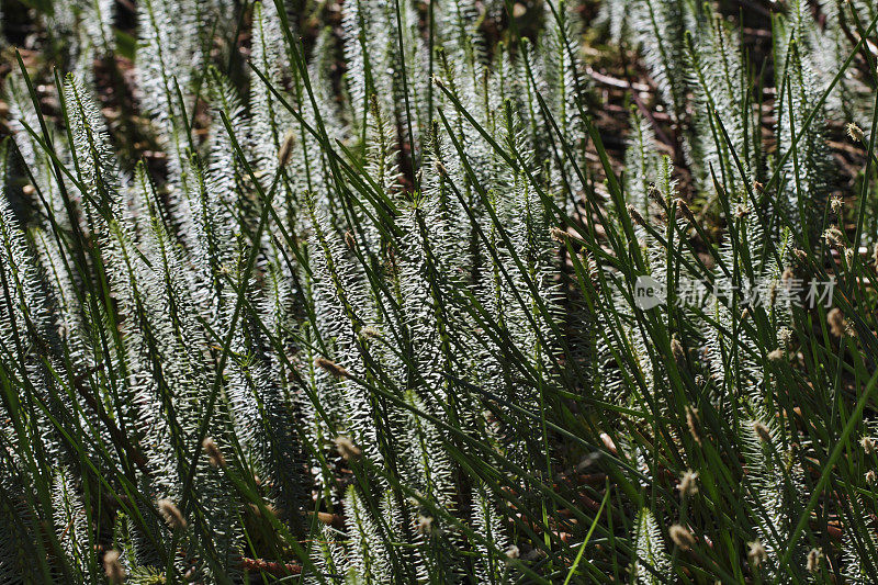 水边的小马蹄草