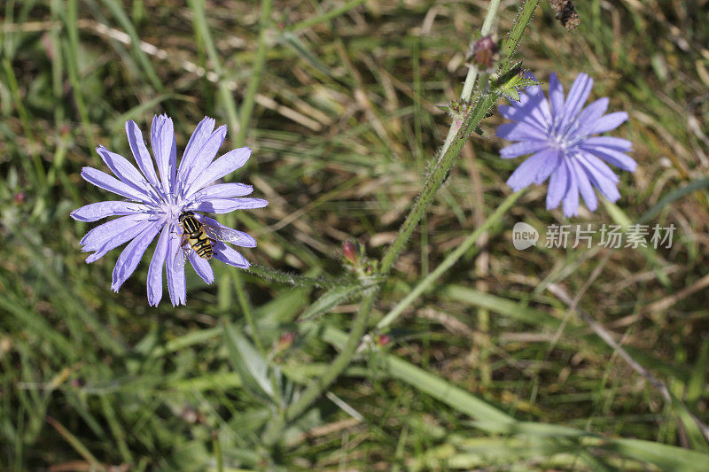 菊苣的蓝色花与食蚜蝇