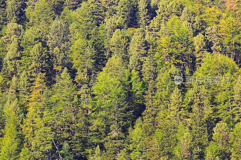 高山松林郁郁葱葱，森林格局背景——瑞士