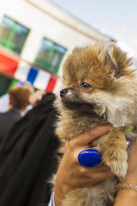 博美犬或德国斯皮兹犬