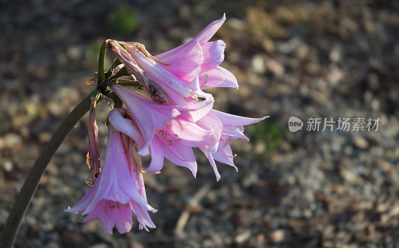 枯萎的粉色百合花宏