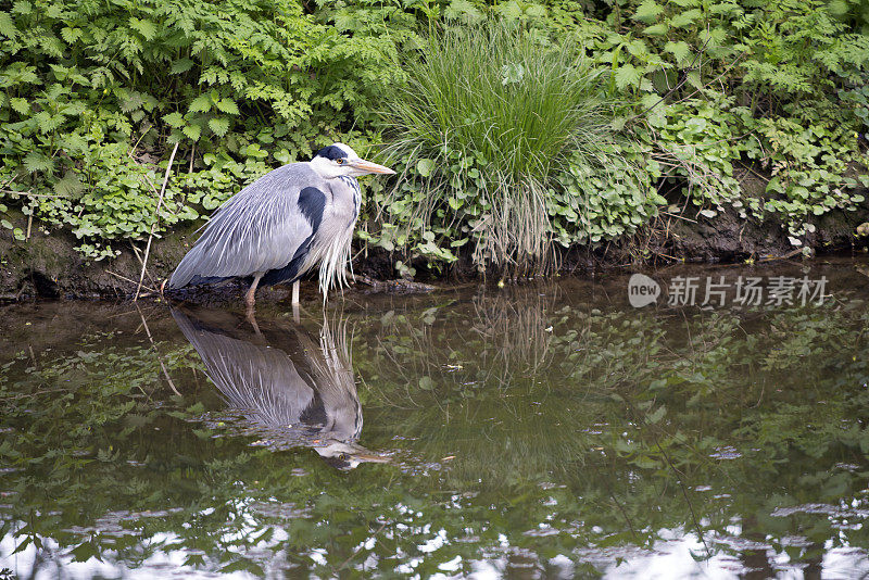 英格兰泰晤士河灰鹭河