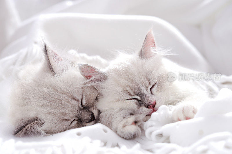 两只白猫睡在一起
