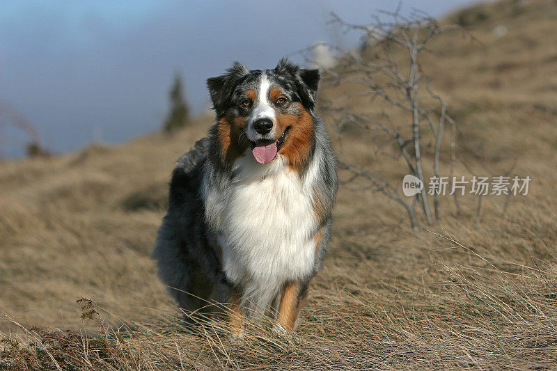 澳大利亚牧羊犬