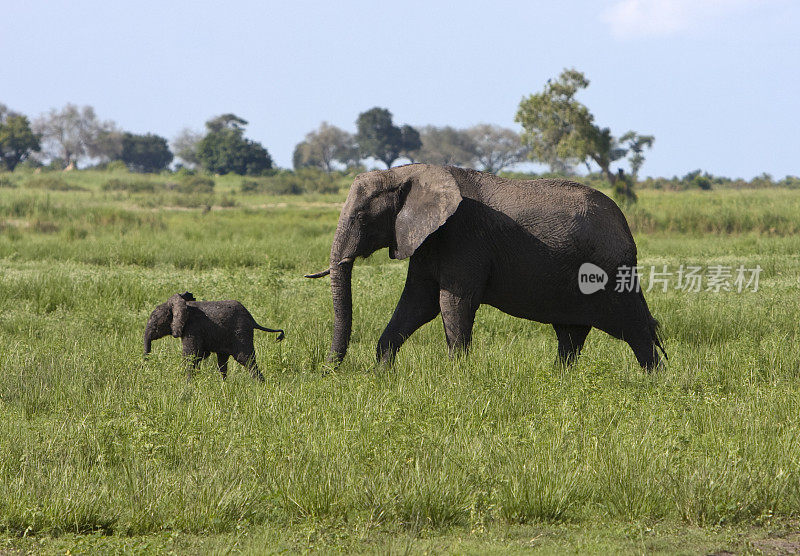 象妈妈和小象