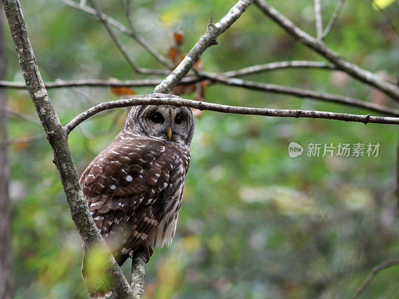 禁止猫头鹰