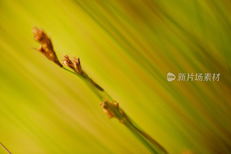 单一的湿地植物