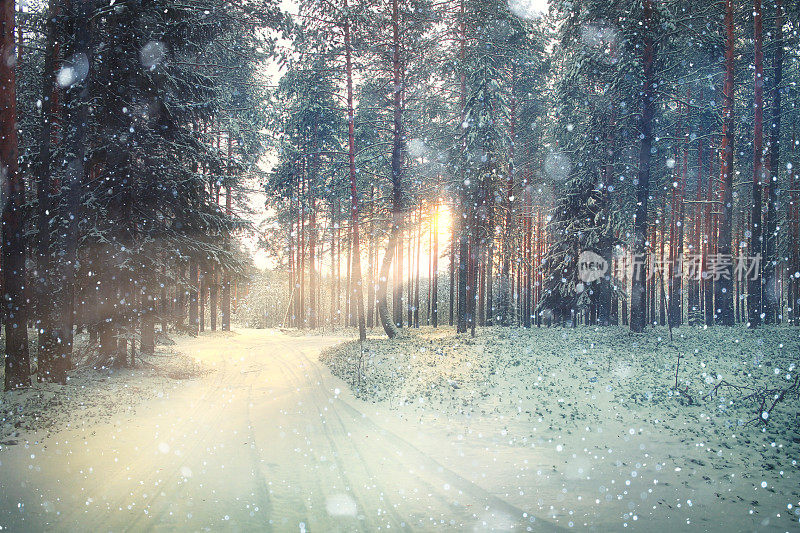 景观雪树茂密的森林在冬天