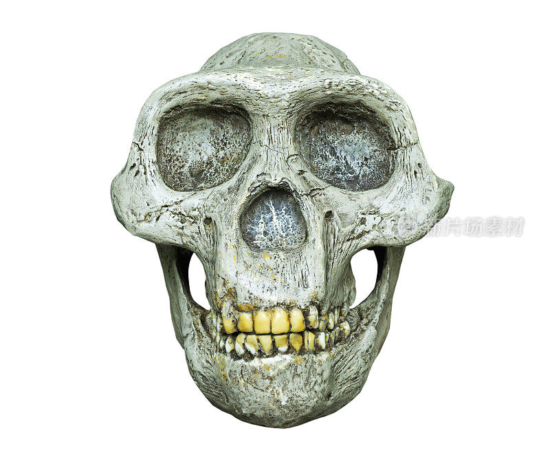 来自非洲的南方古猿的头骨