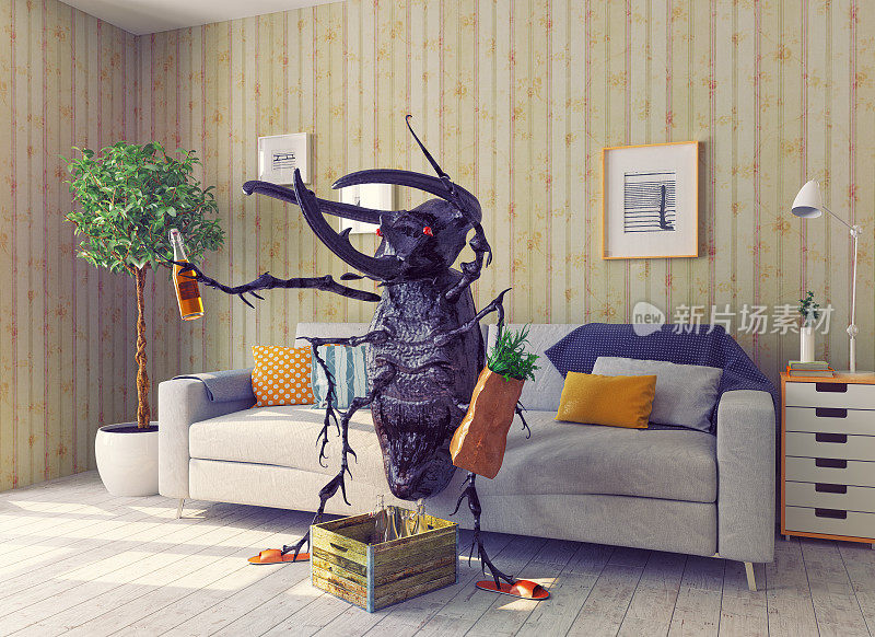客厅里的甲虫