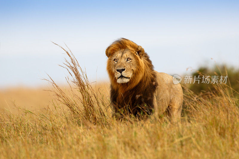 美丽的狮子凯撒在马赛马拉的金色草地上