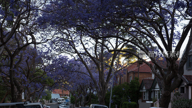 蓝花楹树在悉尼郊区街道高分辨率