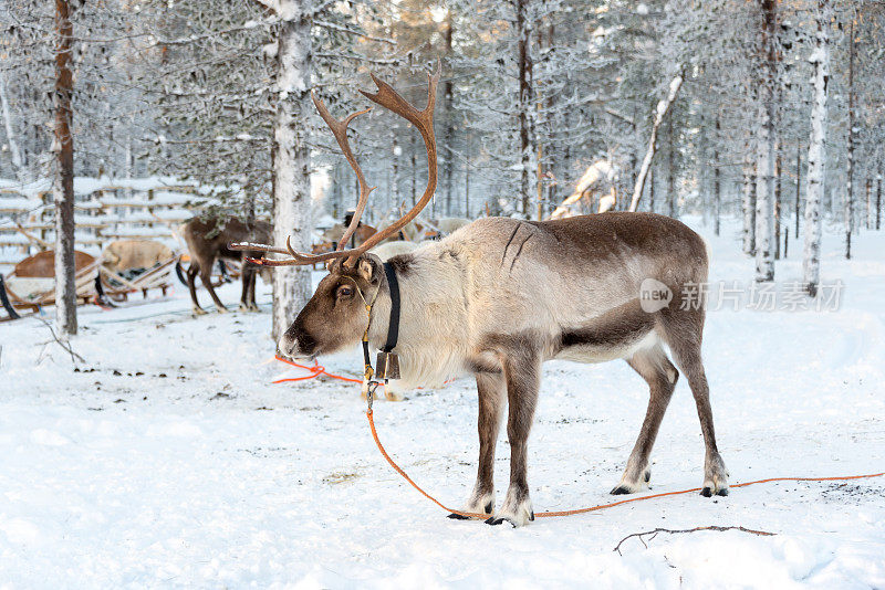 芬兰拉普兰冬天的驯鹿