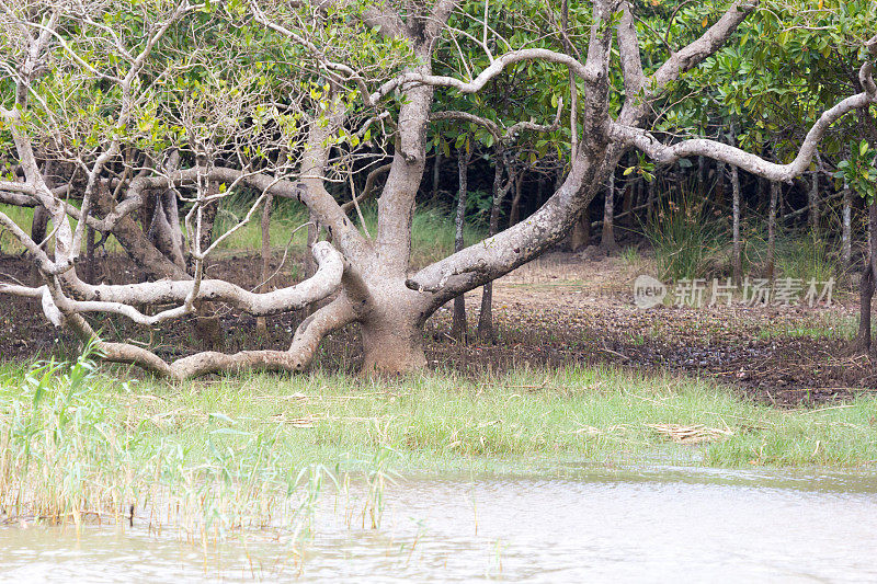 南非夸祖鲁-纳塔尔省的iSimangaliso湿地公园