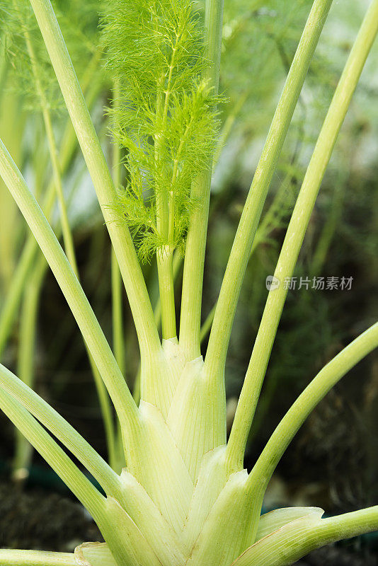 有机茴香植物生长特写