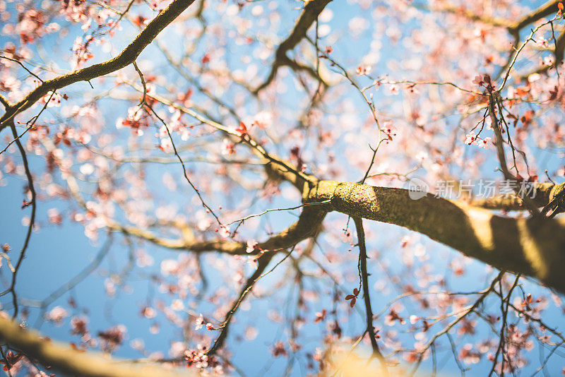 梅花枝