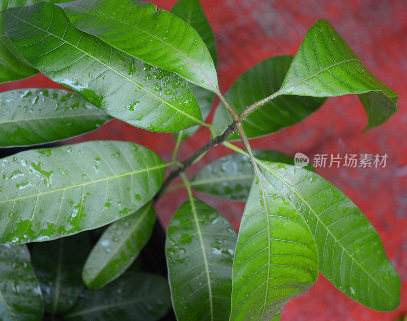 鳄梨绿叶植物宏