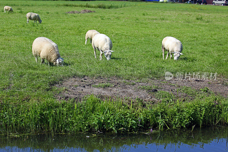 荷兰:马肯的羊