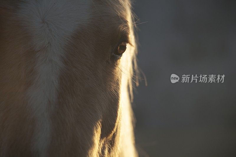 马近距离背光的眼睛