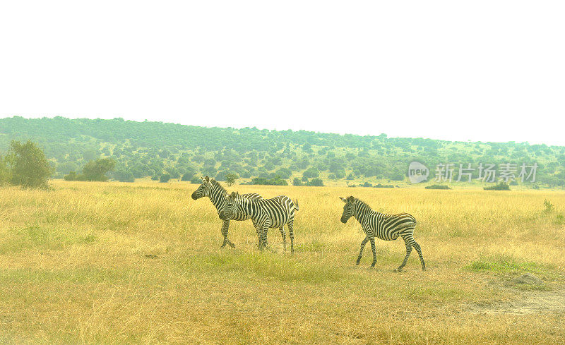 卢旺达:阿卡格拉国家公园的斑马