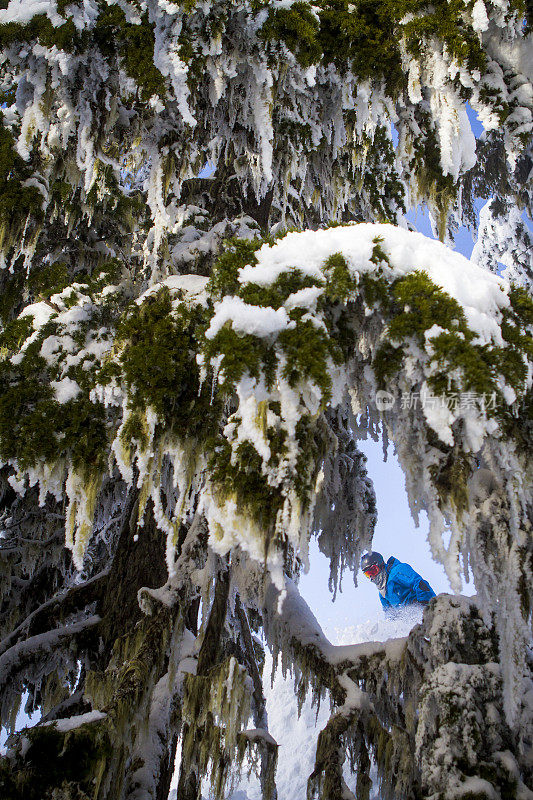 滑雪者在树上雕刻新鲜的粉末。