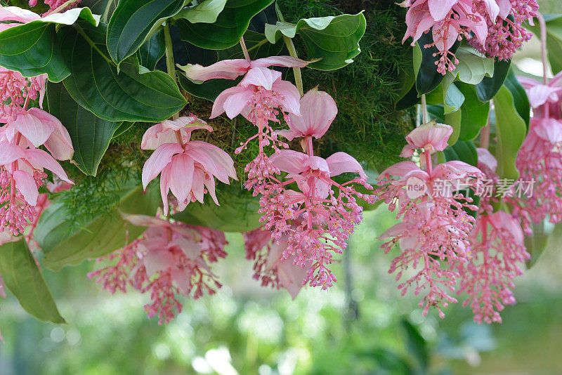 粉红色开花植物特写镜头