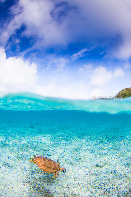 海龟在下面游泳