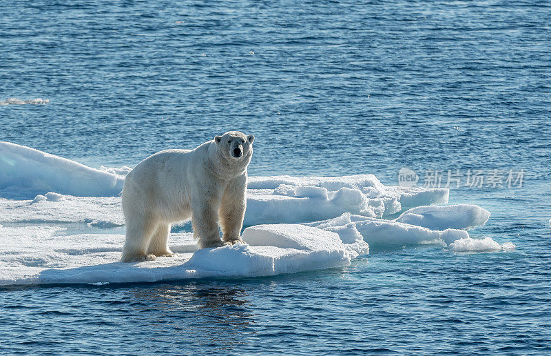 北极熊在海冰上