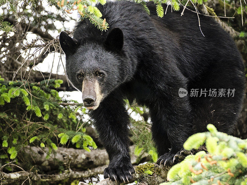 黑熊