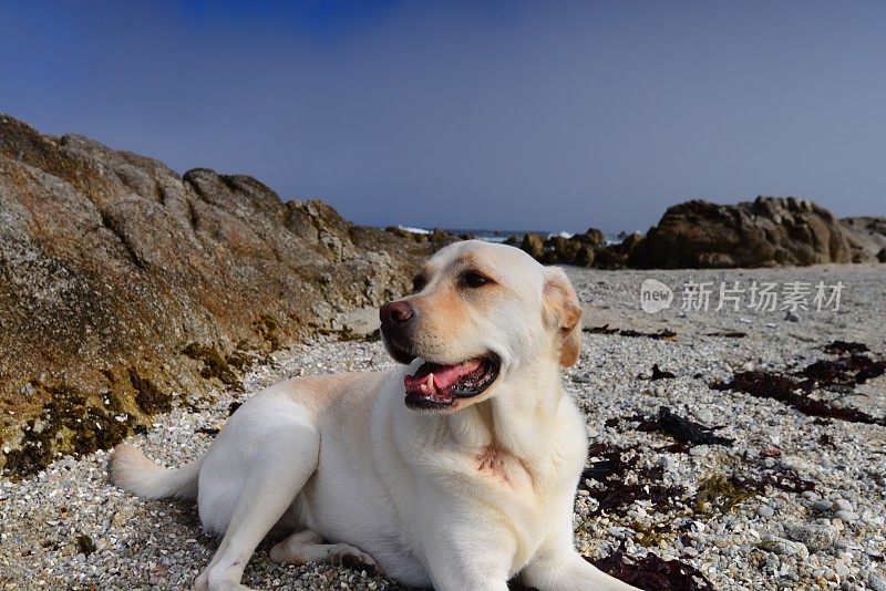 拉布拉多寻回犬