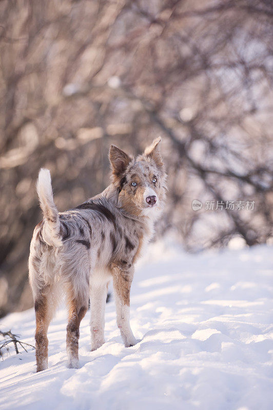 可爱的边境牧羊犬小狗站在雪中